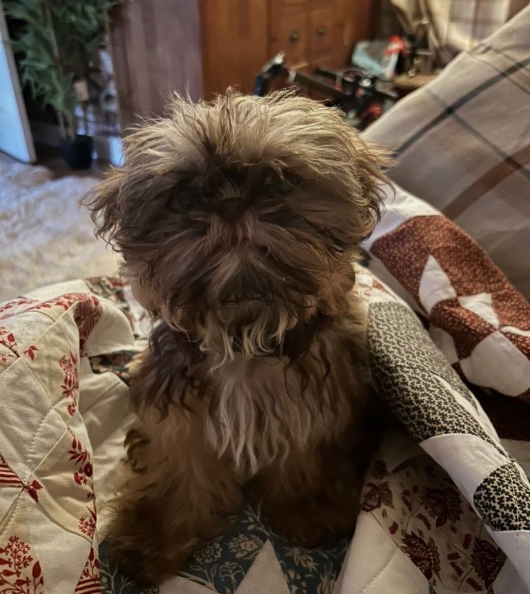 Imperial Shihtzu x griffin