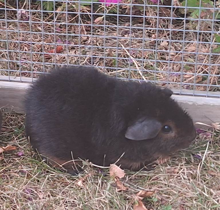 BABY REX GUINEA PIGS 