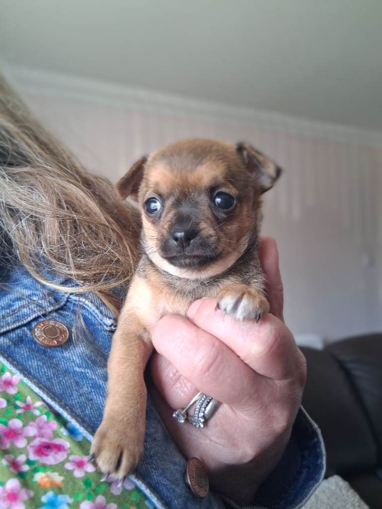 2 Gorgeous Chihuahua Puppies