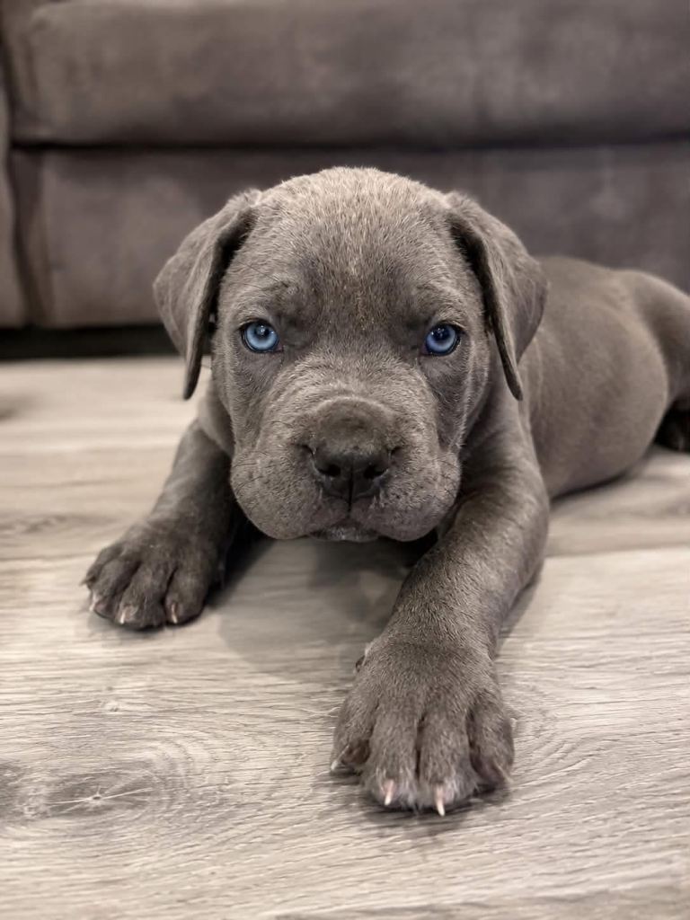 Cane corso mix 
