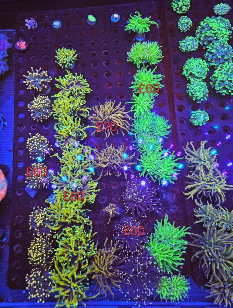 Marine coral frags sps lps and soft bounce mushroom 