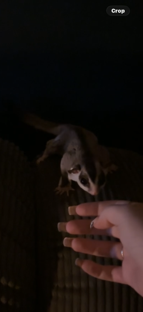 Two Sugar gliders