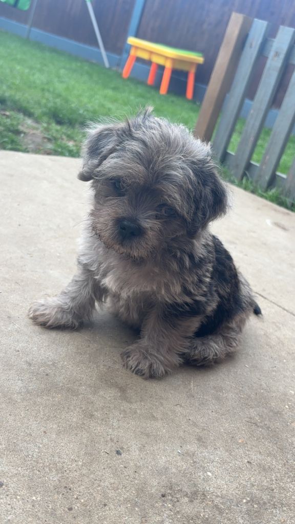 Pug x Maltese 