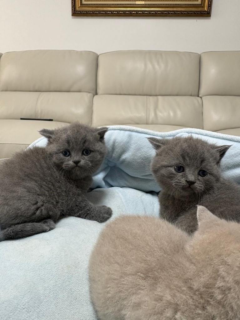 Kitten British short hair 