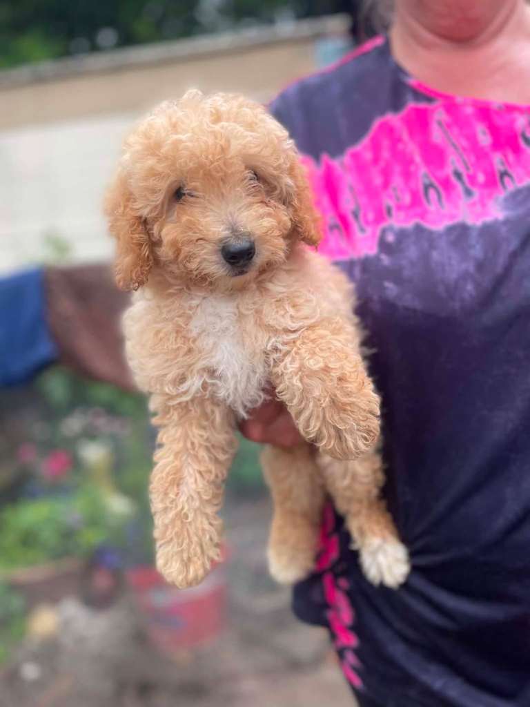 2 toy poodles puppies 1boy 1 girl 