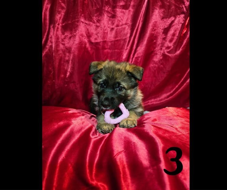 4 german shepherd x akita girl puppies