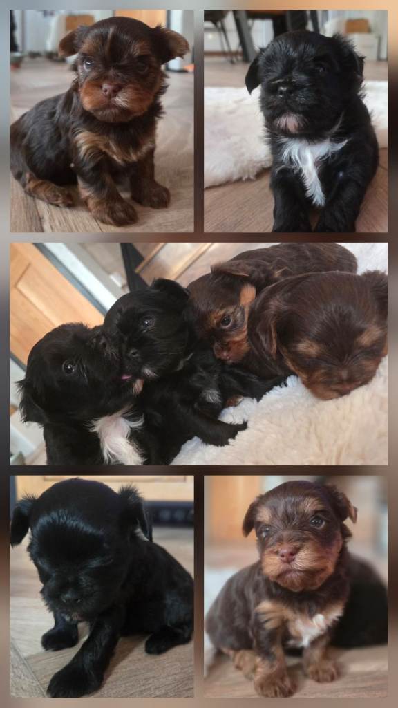 Purebred Yorkshire terrier puppies