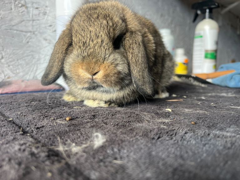 Mini lop 