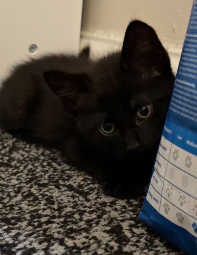 1 male kitten left from litter