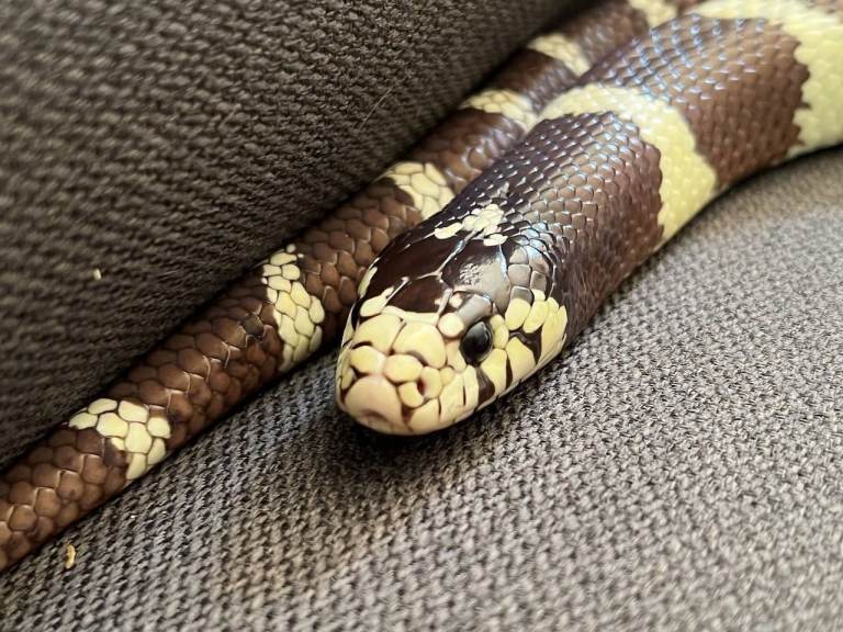 Real Snake - California Kingsnake Pet for your home 