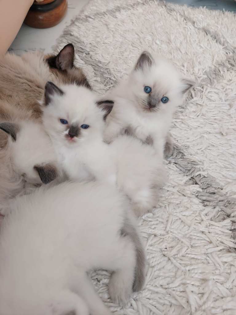 Ragdoll kittens for sale