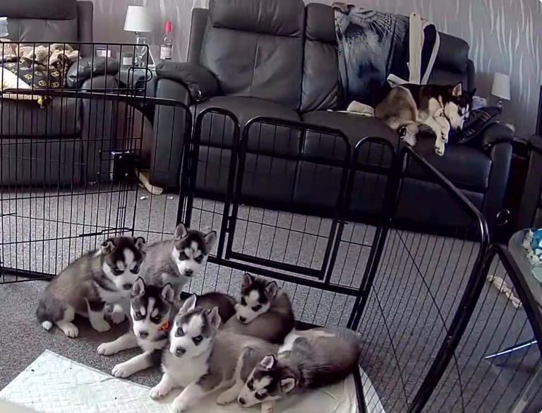 Siberian husky puppies