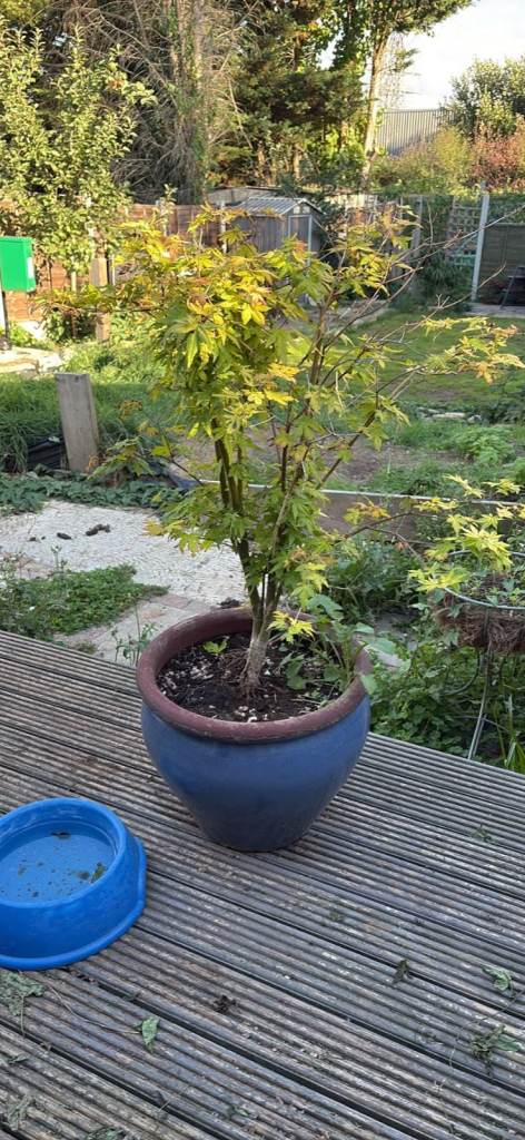 Japanese Maple Tree in Blue Ceramic Pot
