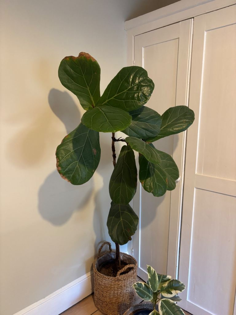 Large Fiddle Leaf Fig Plant with Rattan Basket