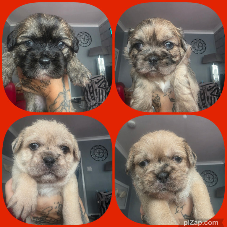 French Bull Tzu. 5 weeks old
