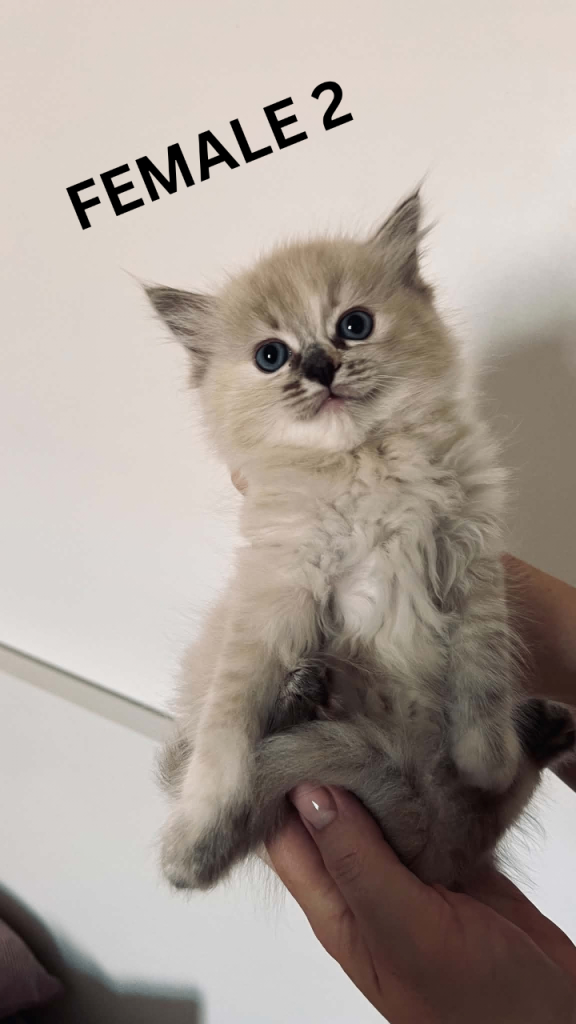 Beautiful Fluffy Ragdoll Lynx/Seal Point Kittens – 1 GIRL LEFT