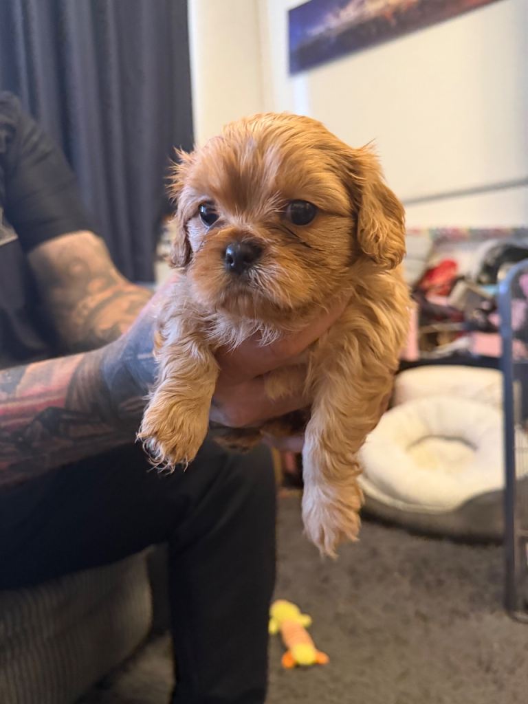 2 handsome male Cav pups left