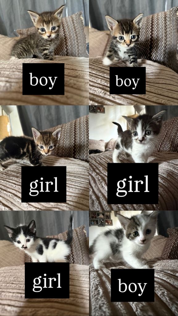 Kittens for sale