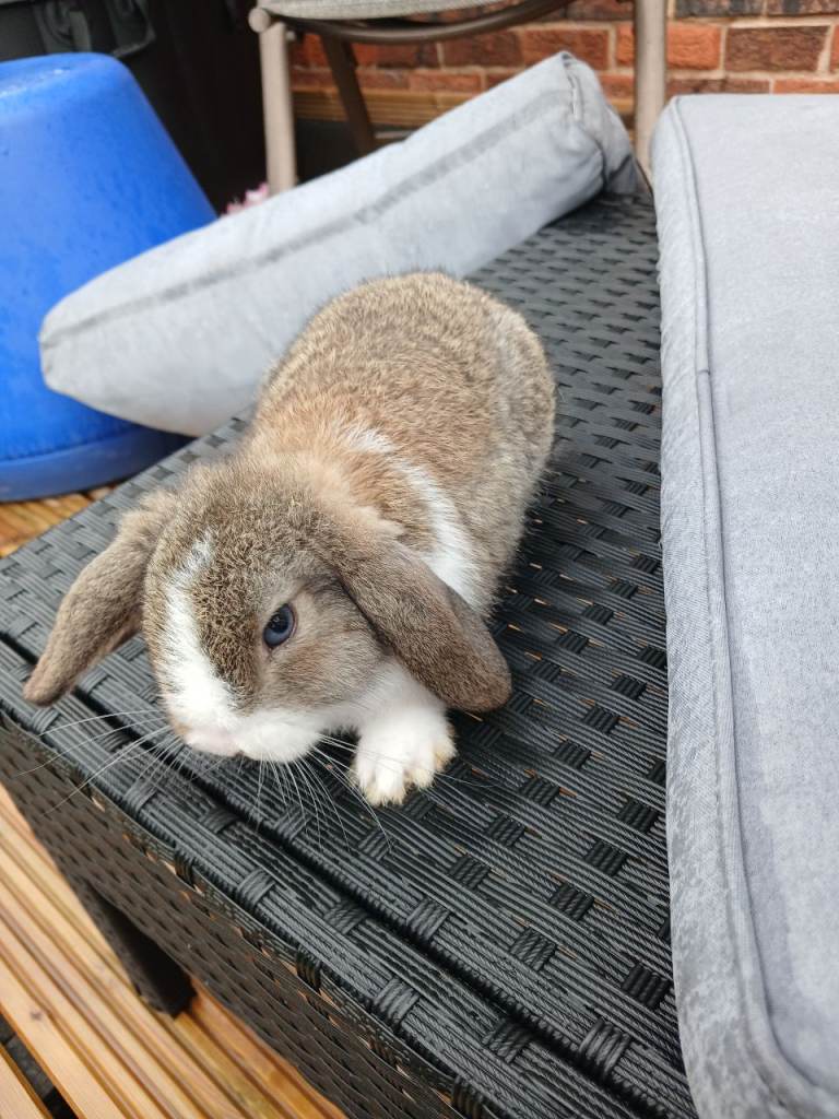 Baby lop rabbits 