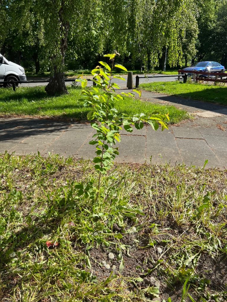 Apple trees 