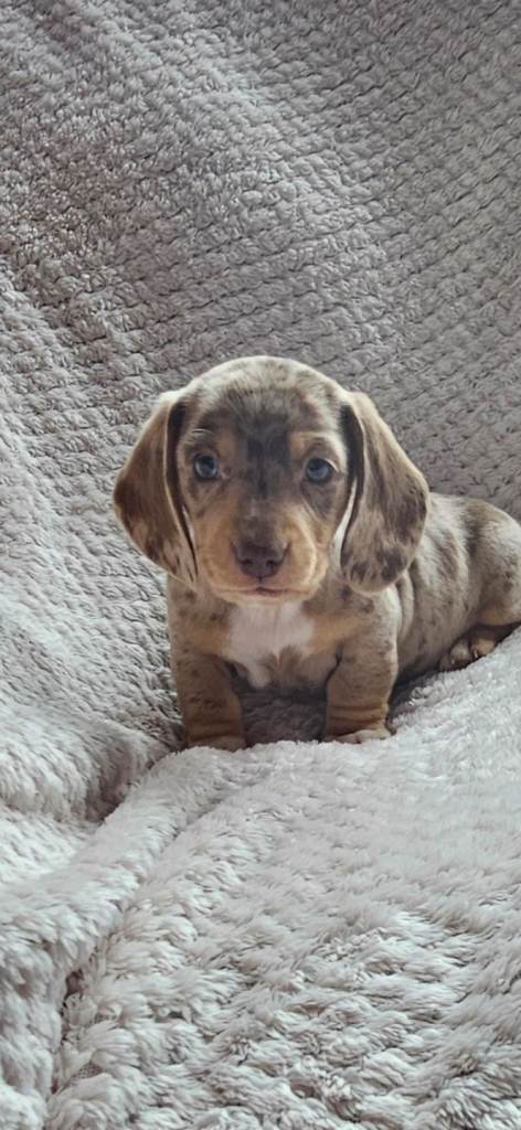 Kc miniature Dachshund puppy's for sale 