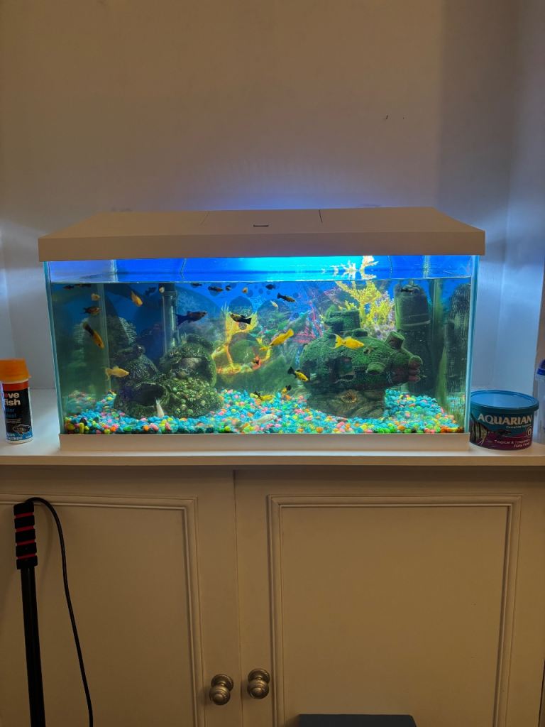 Tropical fish and aquarium tank