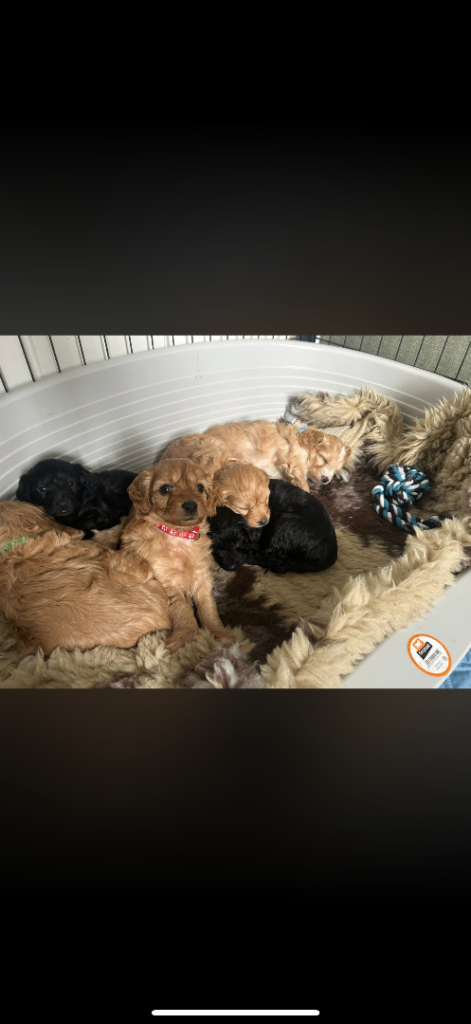Cavapoo puppies 