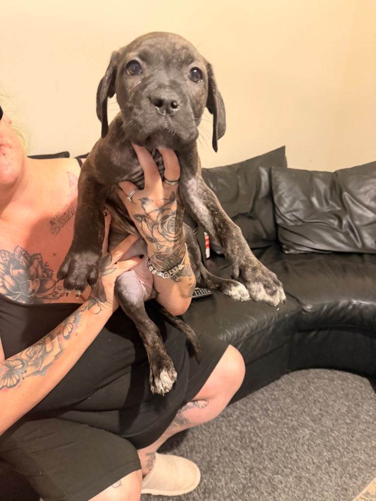 Puppies