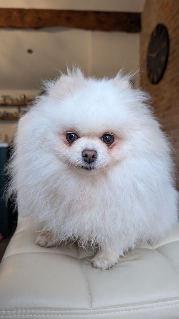 Pomeranian 