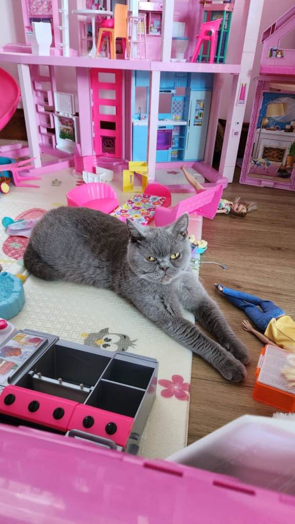 British short-hair female cat - 4years old 