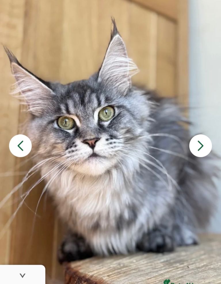 Beautiful Female Maine Coon Cat Looking for a Loving Home