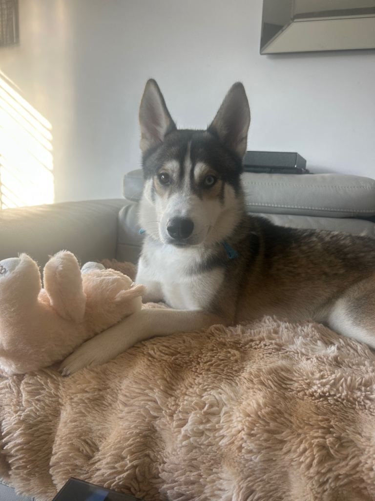 Beautiful 1-Year-Old Husky Looking for His Forever Home
