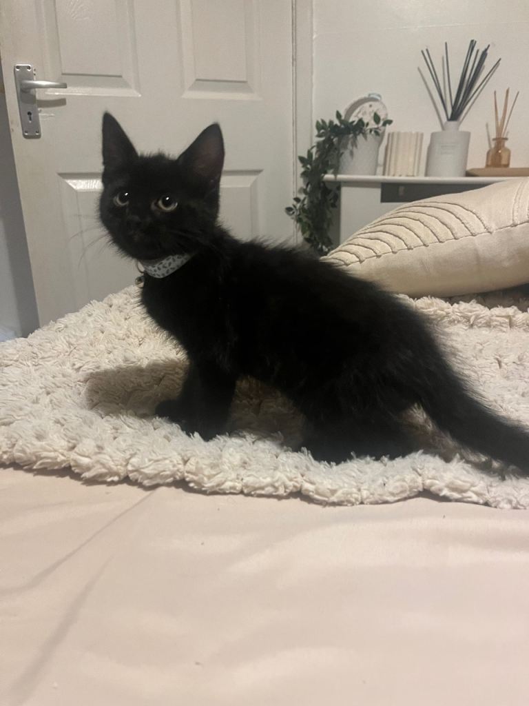 Boy kitten needing a new family 