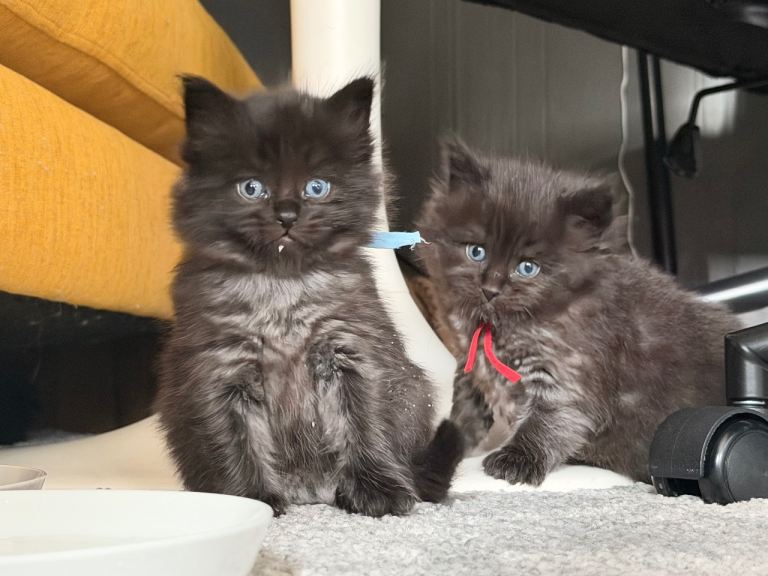 READY NOW (2 Girls Left) Black Smoke Ragcoon Kittens