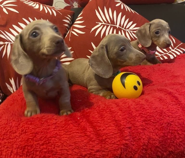 Isabella and tan mini miniature dachshund smoothed hair 