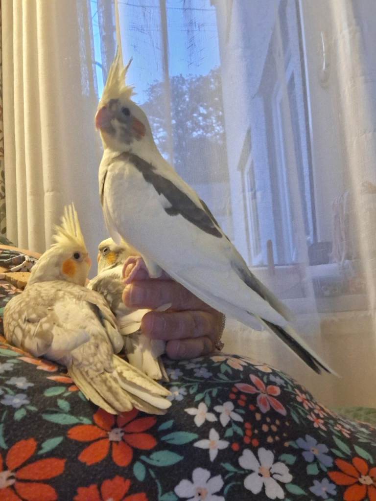 Cockateil tame babies .