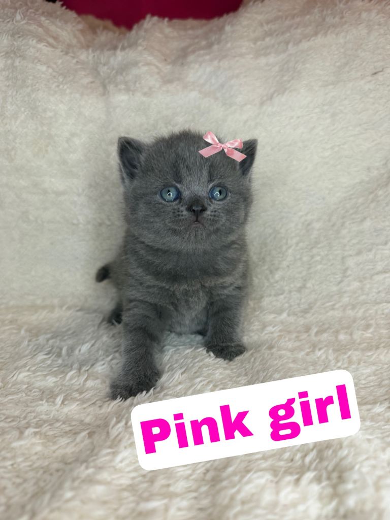 Quality pedigree British short hair kittens 