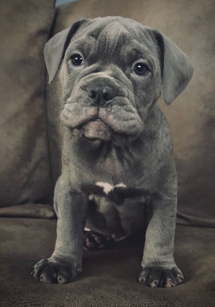 Olde English Bulldogge Puppies For Sale (4 x Girls Available)