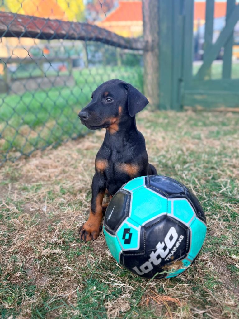 HEALTH TESTED HOME REARED DOBERMAN PUPPIES 