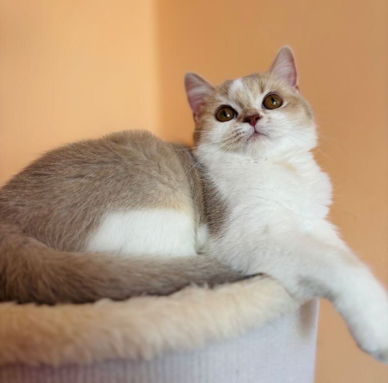 Adorable kittens