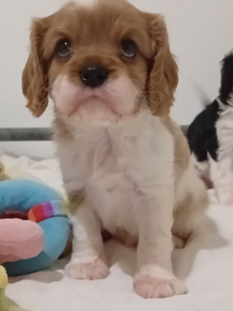 Cavalier king Charles spaniel puppies