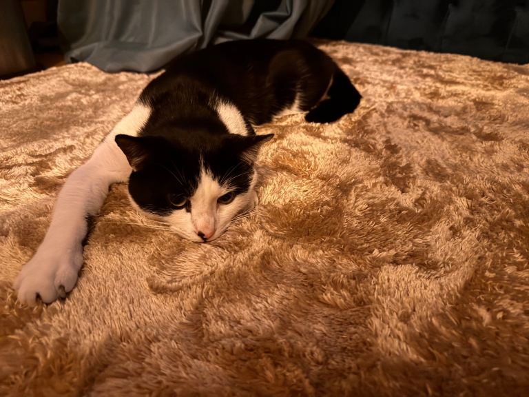 Tuxedo cat / kitten 