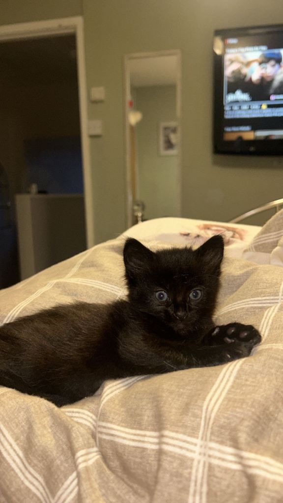 1 black male Norwegian X kitten ready now