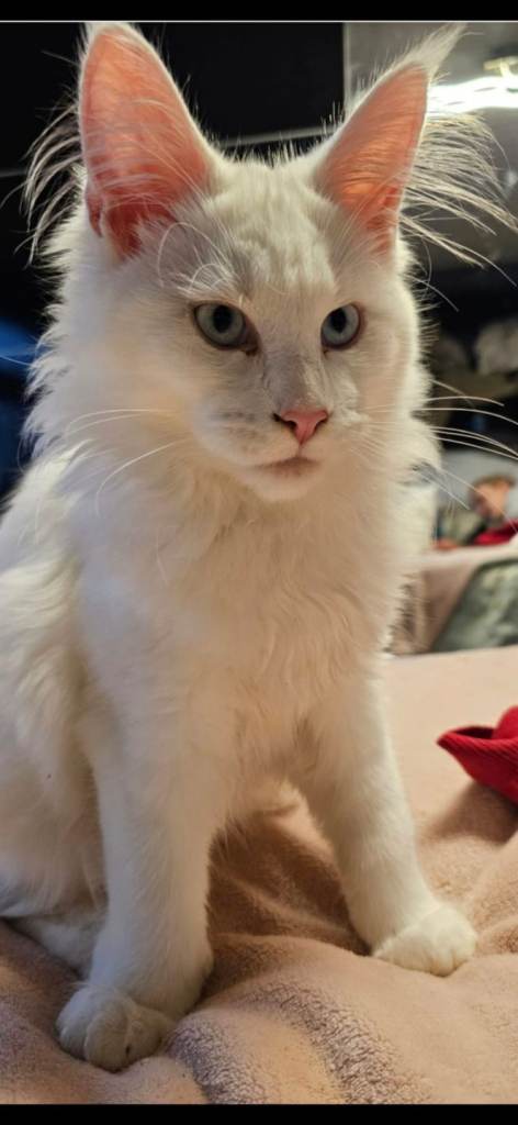 Lovely Female Maine Coon Cat 