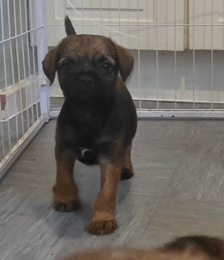 Adorable Border Terrier Puppies 
