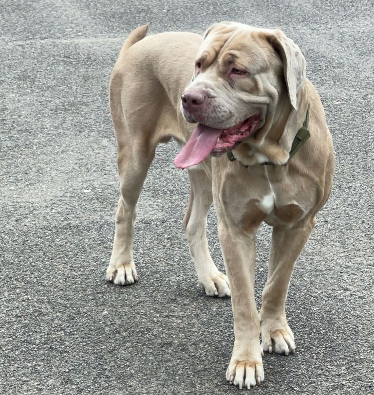 Cane corso boy for sale 