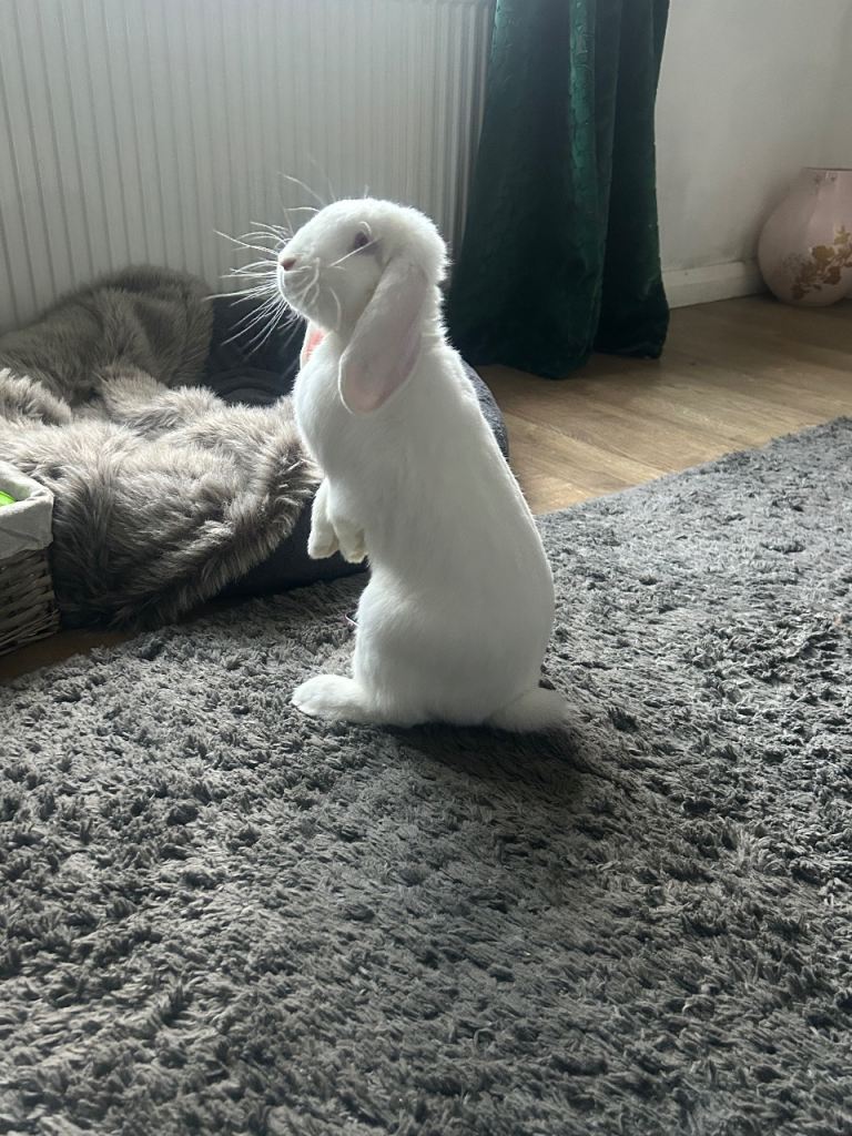 Male French lop 