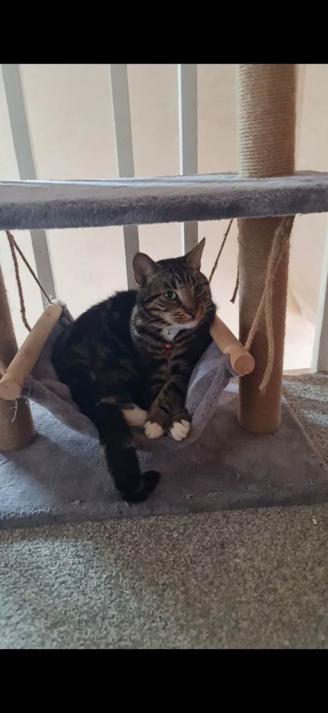 Cats for rehoming 