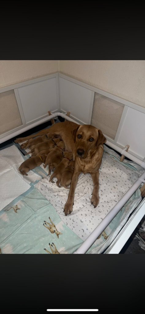Fox red Labrador puppies