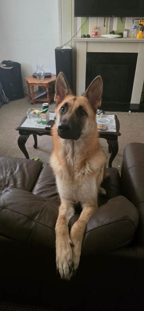 German Shepherd 